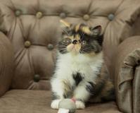 exotic shorthair   e razza persiana exoticshorthairerazzapersiana-5e0ef77a7ab79.jpg