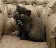 exotic shorthair   e razza persiana exoticshorthairerazzapersiana-5e0ef785b4352.jpg