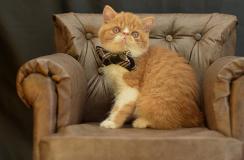 exotic shorthair   e razza persiana exoticshorthairerazzapersiana-5e0ef799cfbfa.jpg