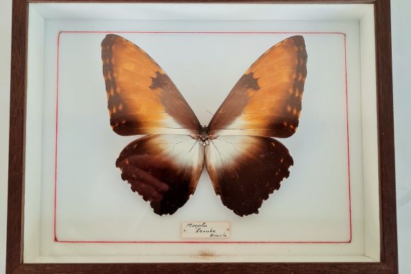 Quadro vitage a cassetta con esemplare di farfalla da collezione una Morpho Hecu quadrovitageacassettaconesempl.jpg