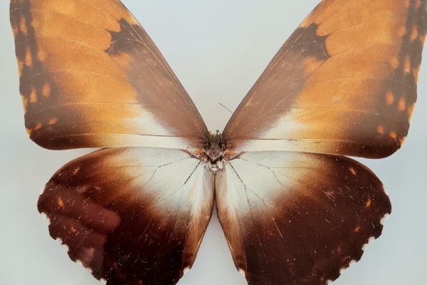 Quadro vitage a cassetta con esemplare di farfalla da collezione una Morpho Hecu quadrovitageacassettaconesempl1.jpg