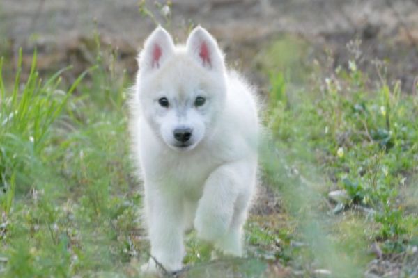 Husky siberiano cuccioli huskysiberianocuccioli.jpg