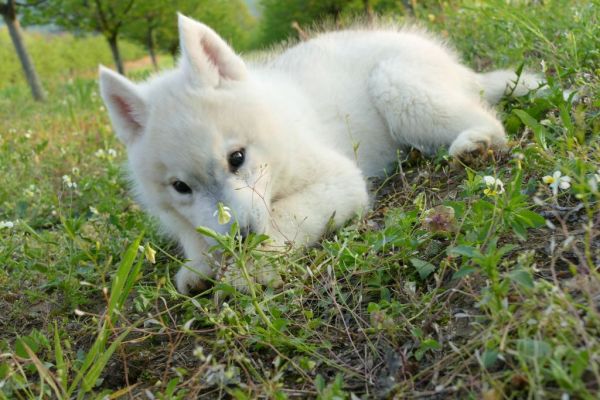 Husky siberiano cuccioli huskysiberianocuccioli1.jpg