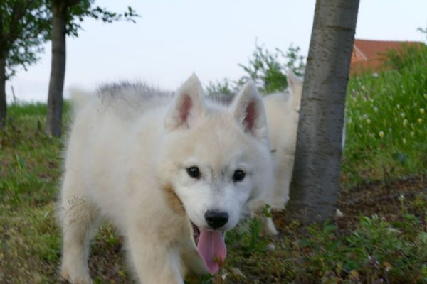 Husky siberiano cuccioli huskysiberianocuccioli12.jpg