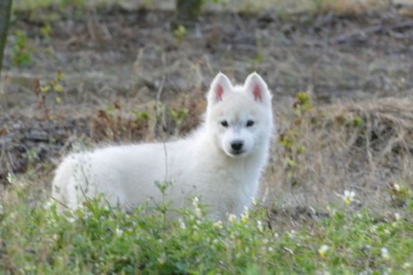 Husky siberiano cuccioli huskysiberianocuccioli123.jpg