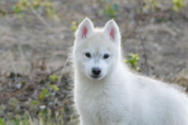 Husky siberiano cuccioli huskysiberianocuccioli1234.jpg