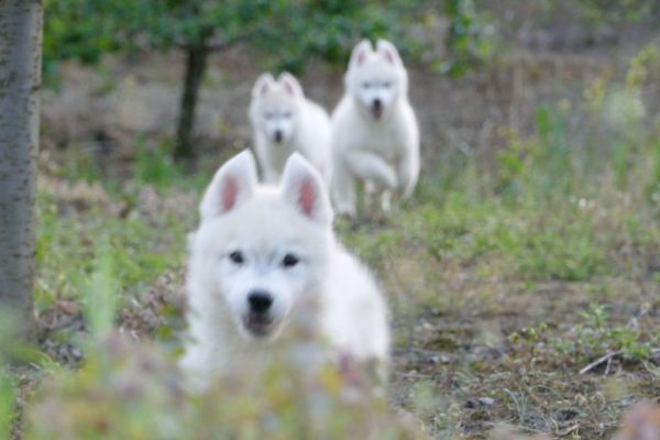 Husky siberiano cuccioli huskysiberianocuccioli123456.jpg