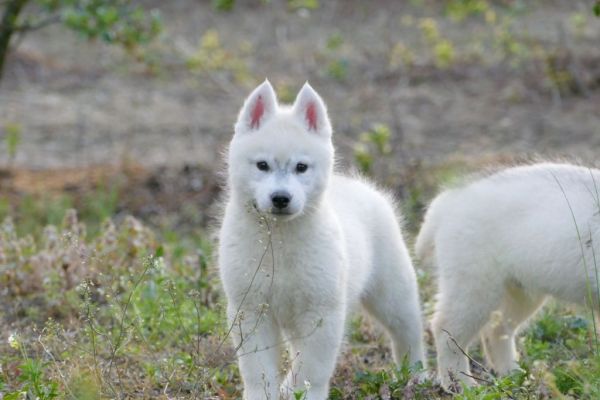 Husky siberiano cuccioli huskysiberianocuccioli1234567.jpg