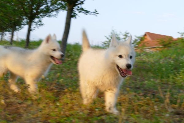 Husky siberiano cuccioli huskysiberianocuccioli12345678.jpg