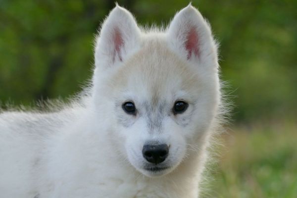 Husky siberiano cuccioli huskysiberianocuccioli123456789.jpg