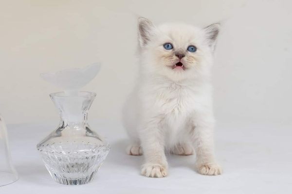 Cuccioli ragdoll bicolore con pedigree Cuccioliragdollbicoloreconpedigree1234567.jpg