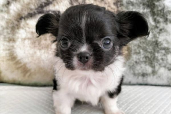 Cucciola Chihuahua con pedigree Svizzero SRZ cucciolachihuahuaconpedigreesv.jpg