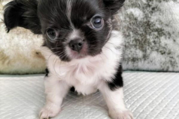 Cucciola Chihuahua con pedigree Svizzero SRZ cucciolachihuahuaconpedigreesv1.jpg