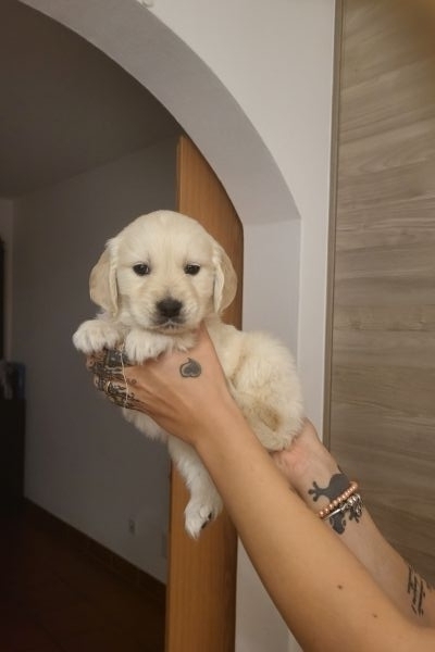 Cuccioli golden retriver cuccioligoldenretriver12.jpg