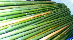 Vendo canne di bambu bamboo con diametro da 1 a 10 cm. Vendocannedibambbambucondiametroda1a10cm1.jpg