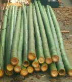 Vendo canne di bambu bamboo con diametro da 1 a 10 cm. Vendocannedibambbambucondiametroda1a10cm12.jpg