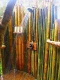 Vendo canne di bambu bamboo con diametro da 1 a 10 cm. Vendocannedibambbambucondiametroda1a10cm1234.jpg