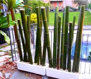 Vendo canne di bambu bamboo con diametro da 1 a 10 cm. Vendocannedibambbambucondiametroda1a10cm123456.jpg