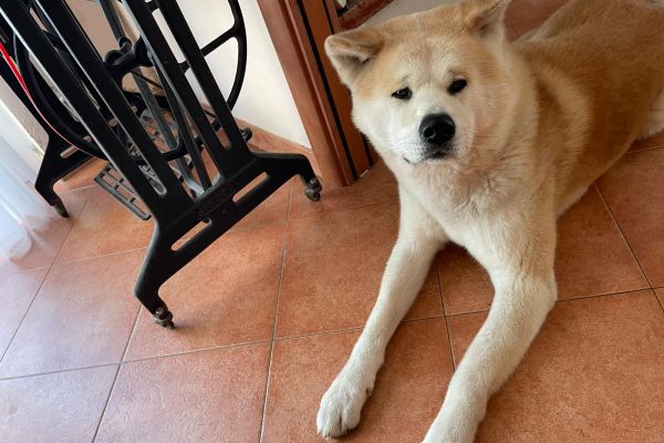 Cuccioli di akita inu cucciolidiakitainu.jpg