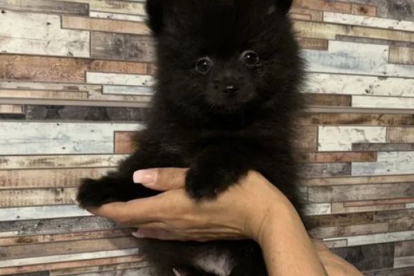 Pomerania volpino toy nero cuccioli pomeraniavolpinotoynerocucciol12.jpg