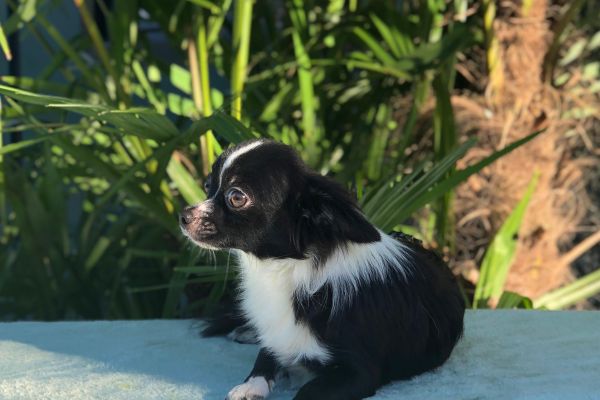 chihuahua pelo lungo chihuahuapelolungo.jpg