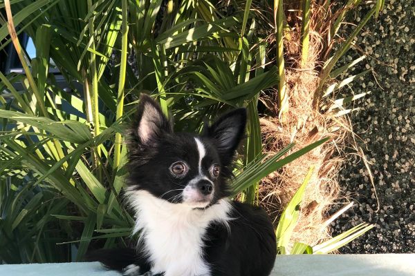chihuahua pelo lungo chihuahuapelolungo1.jpg