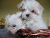 cuccioli di maltese cucciolidimaltese1.jpg