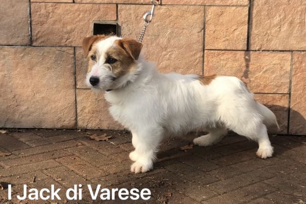 Jack Russell cuccioli maschi Pedigree Enci jackrussellcucciolimaschipedig1.jpeg