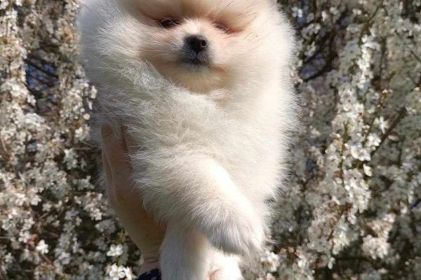 Pomerania bellissimi cuccioli pomeraniabellissimicuccioli.jpg