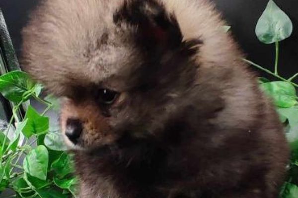 Pomerania bellissimi cuccioli pomeraniabellissimicuccioli1.jpg