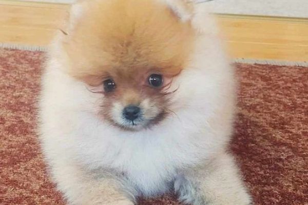 Pomerania bellissimi cuccioli pomeraniabellissimicuccioli12.jpg