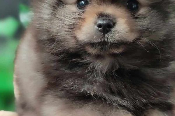 Pomerania bellissimi cuccioli pomeraniabellissimicuccioli123456.jpg