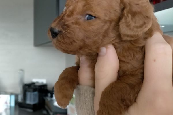 Ultimo cucciolo barboncino nano red con pedigree cucciolibarboncinonanoredconpe1.jpeg