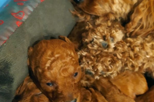 Ultimo cucciolo barboncino nano red con pedigree cucciolibarboncinonanoredconpe1234.jpeg