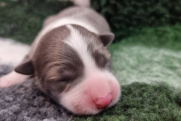 Cuccioli di border collie cucciolidibordercollie1.jpg
