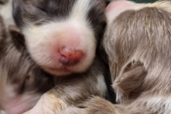 Cuccioli di border collie cucciolidibordercollie123.jpg