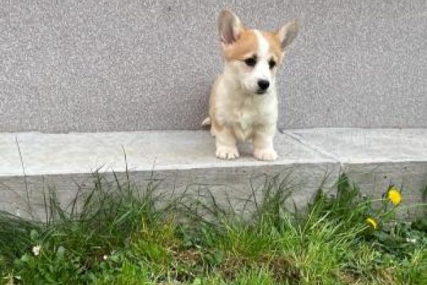 Corgi gallese Pembroke cuccioli corgigallesepembrokecuccioli.jpg