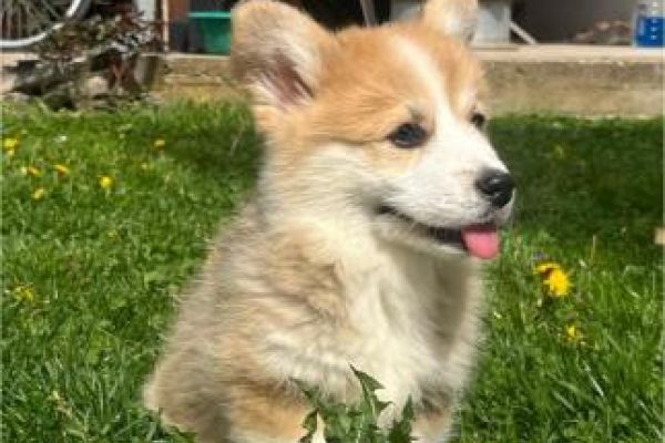 Corgi gallese Pembroke cuccioli corgigallesepembrokecuccioli123.jpg