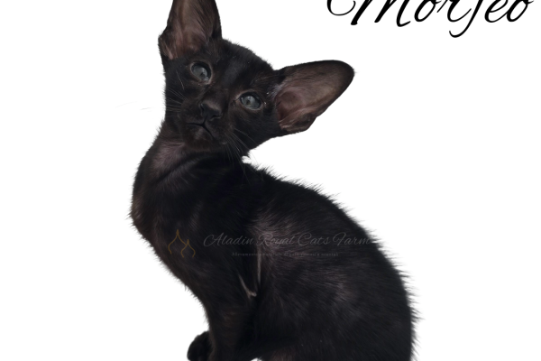 Cucciolo Gatto Orientale e Cucciole Siamesi con Pedigree cucciologattoorientaleecucciol.png