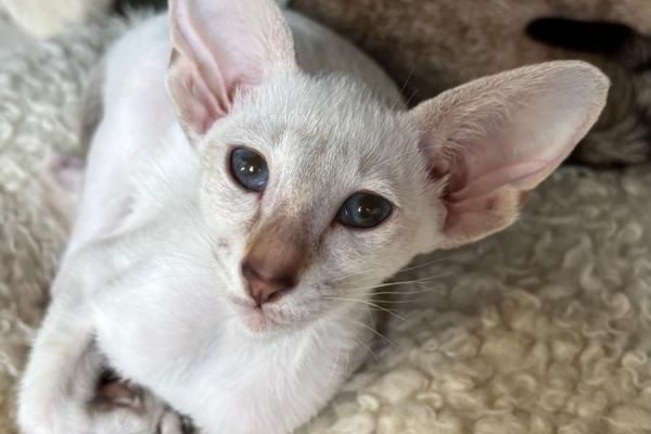 Cucciolo Gatto Orientale e Cucciole Siamesi con Pedigree cucciologattoorientaleecucciol1.jpg