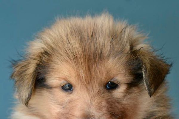 Cani da pastore scozzese a pelo lungo. Rough Collies canidapastorescozzeseapelolung1.jpeg