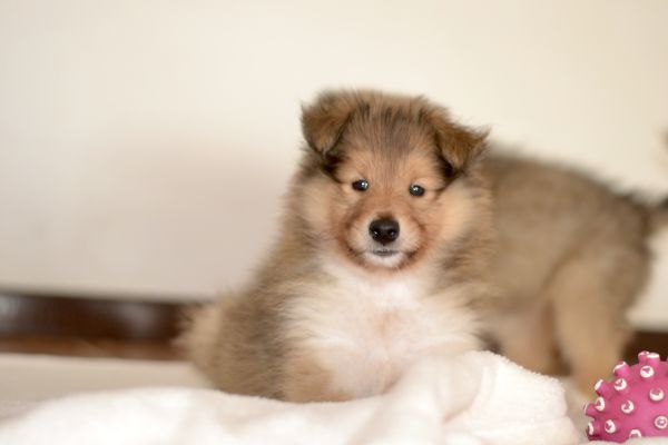 Cani da pastore scozzese a pelo lungo. Rough Collies canidapastorescozzeseapelolung123.jpeg