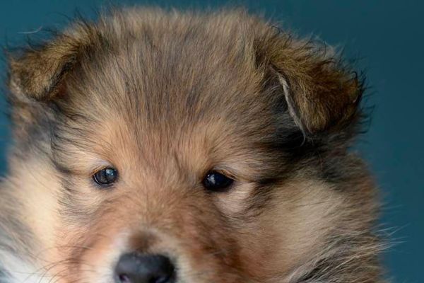Cani da pastore scozzese a pelo lungo. Rough Collies canidapastorescozzeseapelolung1234.jpeg