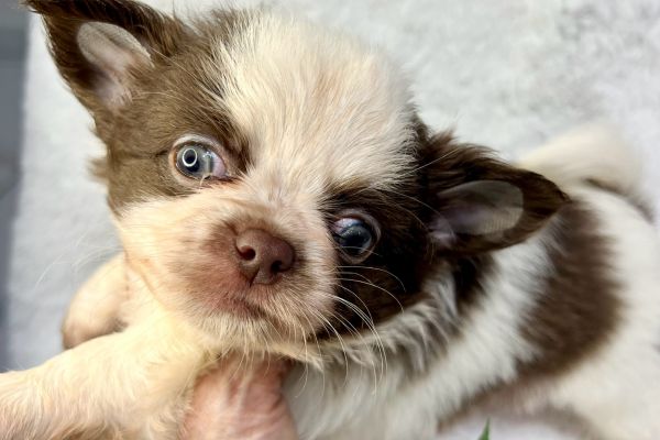 Chihuahua thailandesi pelo lungo maschi pedigree chihuahuathailandesipelolungom1.jpeg