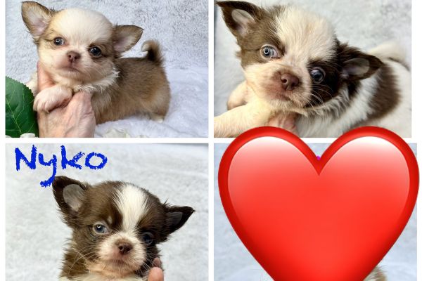 Chihuahua thailandesi pelo lungo maschi pedigree chihuahuathailandesipelolungom123.jpeg
