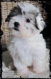 razza rarissima: cucciolata di COTON de TULEAR disponibile razzararissimacucciolatadiCOTONdeTULEARdisponibile1.jpg