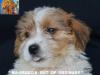 Jack Russell Terrier - Cuccioli Altamente Selezionati 444921a.jpg