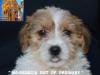 Jack Russell Terrier - Cuccioli Altamente Selezionati 444921b.jpg