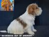 Jack Russell Terrier - Cuccioli Altamente Selezionati 444921c.jpg