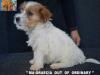 Jack Russell Terrier - Cuccioli Altamente Selezionati 444921d.jpg